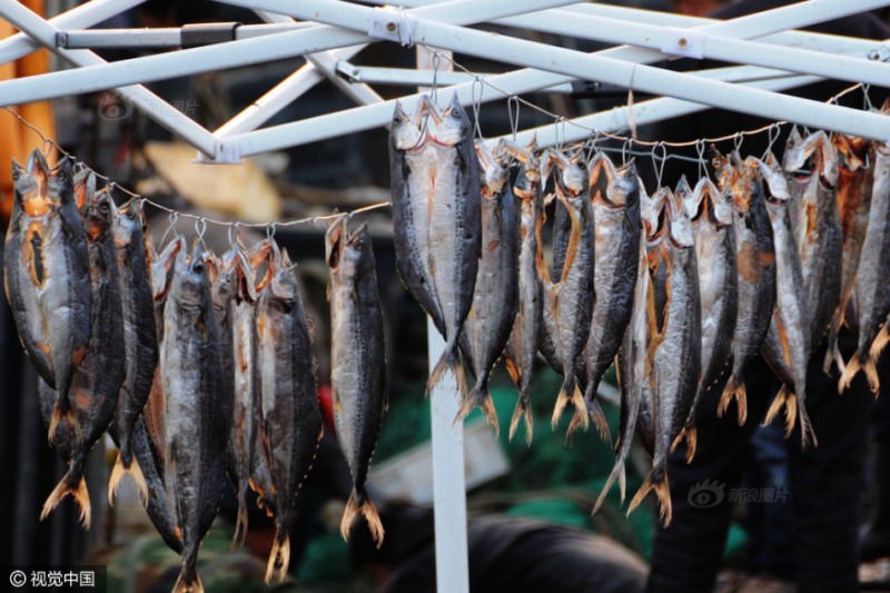 山东青岛:冬日渔港晾晒干鱼成一景(组图)