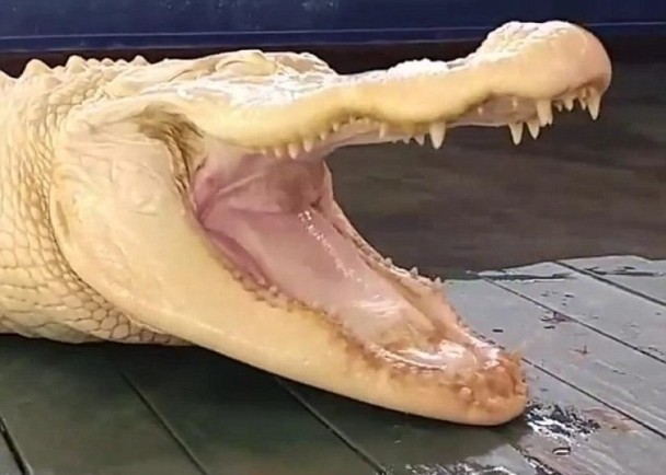 佛州鳄鱼公园藏宝!短吻鳄拥有雪白肌肤(图)