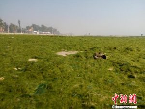 中国著名景区北海银滩遭绿藻侵袭变“绿滩”(图)