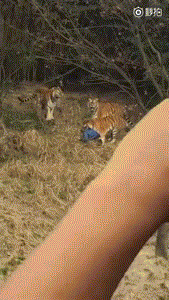 宁波动物园老虎咬人事件:明天闭园，将调录像调查