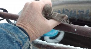 暖心！男子呼热气化霜解救被冻僵小鸟(图)