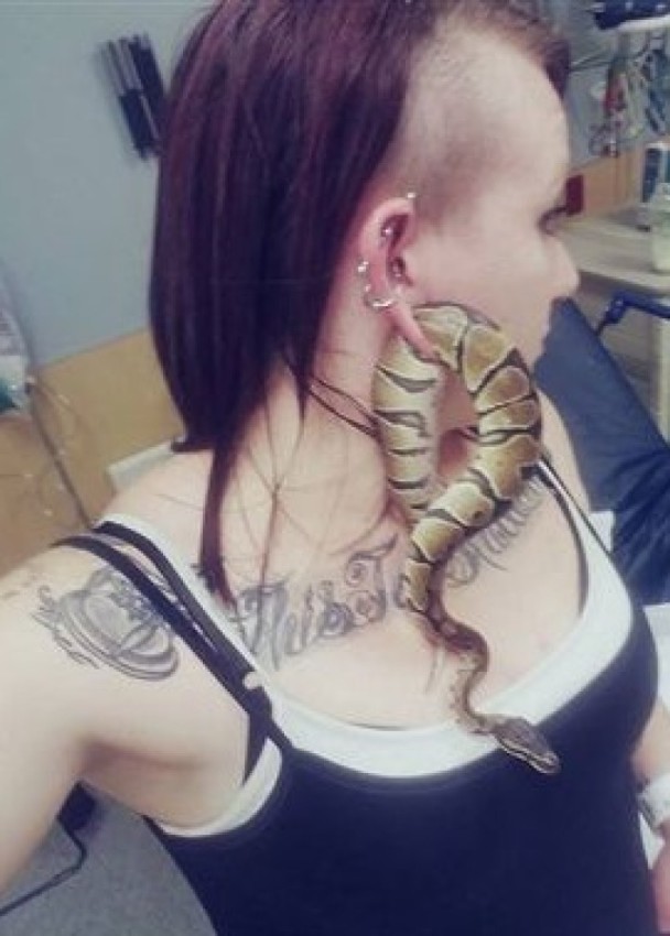 奇观:宠物蛇钻入女子的耳洞里被困住了……(图)