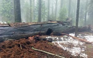 加州正在爆发一场“新淘金热” 全国兴热潮(组图)