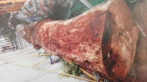 男子200元买来烂木头 冒充金丝楠木168万卖出(图)