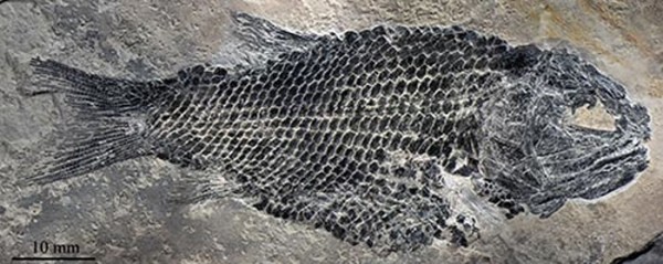 云南发现新化石 2亿年前三叠复兴鱼现形(图)
