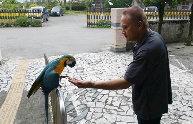 超机灵!鹦鹉遭遇老鹰空袭 飞到派出所求救(图)
