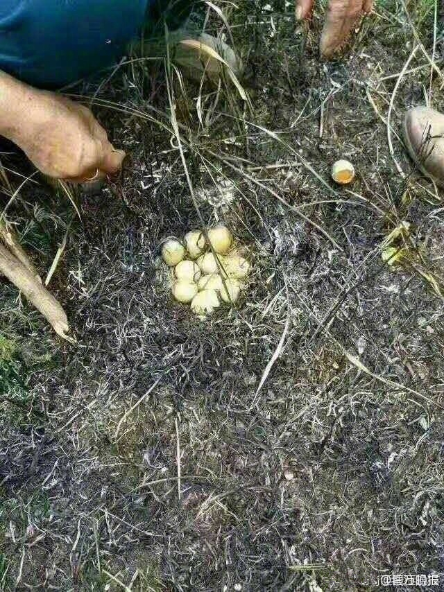 不离不弃!被烧死的野鸡,身下护着一窝蛋(组图)