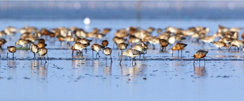 鸭绿江口:沸腾的小鸟!密集恐惧者慎入!(组图)