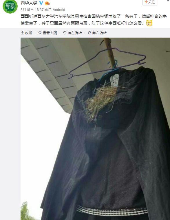 傻眼了...鸟竟然在中国大学生裤子里筑巢下蛋
