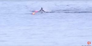 魂飞魄散！大白鲨突袭划艇客 独木舟抛上半空(视)