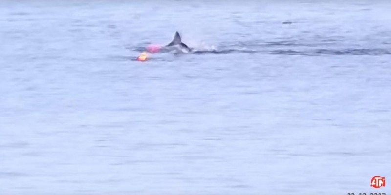 魂飞魄散！大白鲨突袭划艇客 独木舟抛上半空(视)