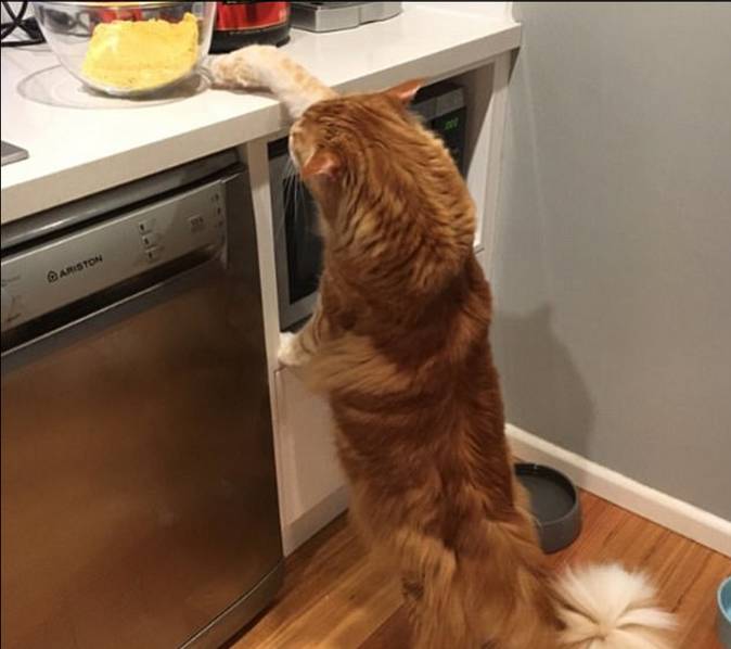 这只世上最长的猫,吃袋鼠肉长大(高清组图)