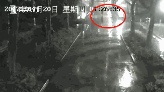 上海:公园内黑天鹅被人偷回家 拔毛炖萝卜吃(图)