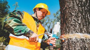 党报刊文谈北京杨柳飞絮：当年为啥种这么多(图)