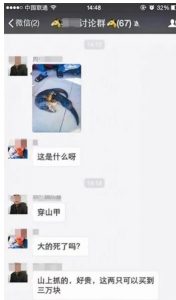 可恶！男子捉穿山甲母子 扬言可卖到三万(图)