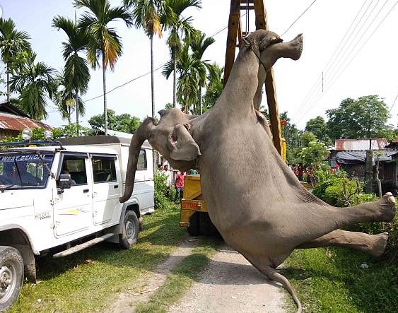 大象漫步稻田触电，结果竟是这样(现场多图)