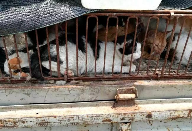 偷猫大盗诱捕500多只猫 送饭店路上被警方查获