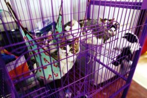 西安女子将母亲搬到车上住 贴告示称"谁养送辆车"